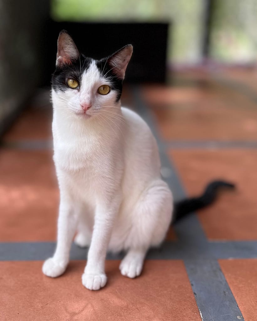 Cat named Iguana sitting at attention