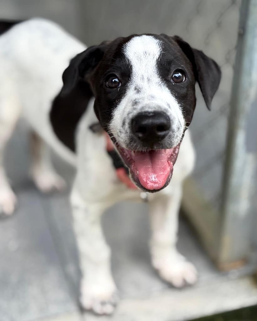 Adoptable and sweet black and white puppy with big paws