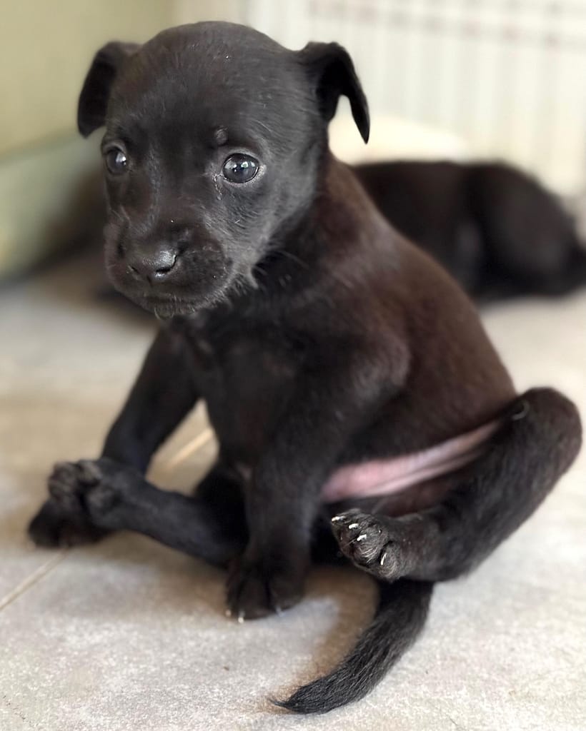 Pequeño cachorro negro sentado a todos lados