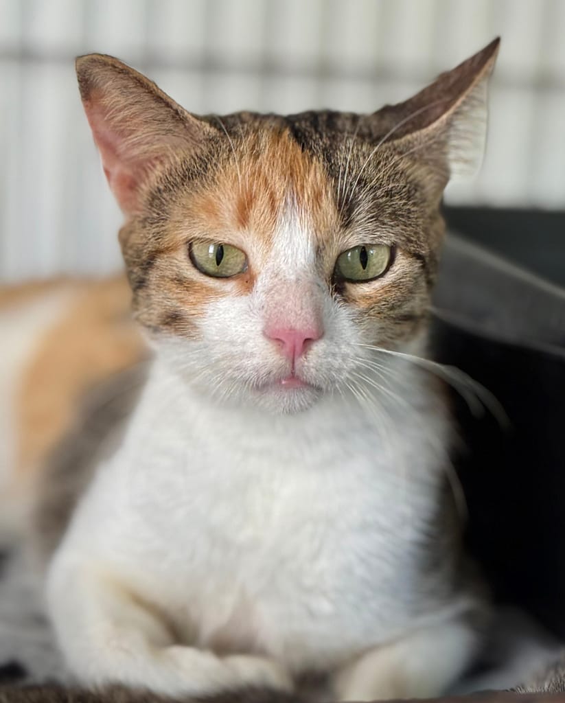Calico cat with golden green eyes