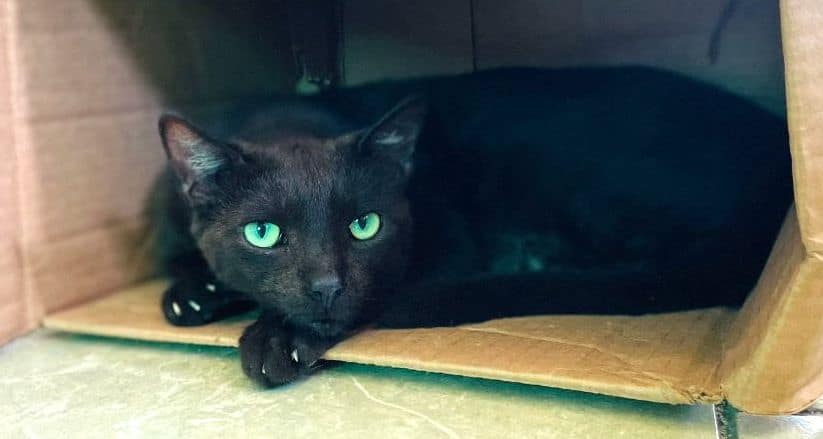 Black cat with green eyes