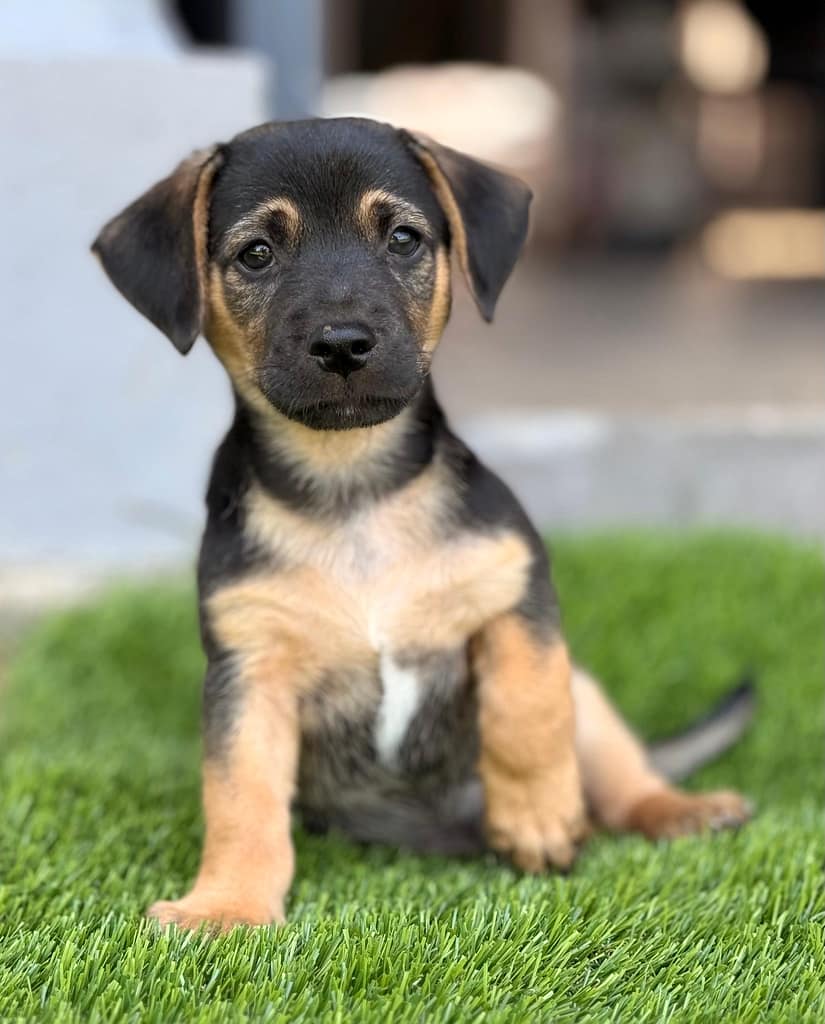 Black and tan puppy sitting in the grass with his left paw up