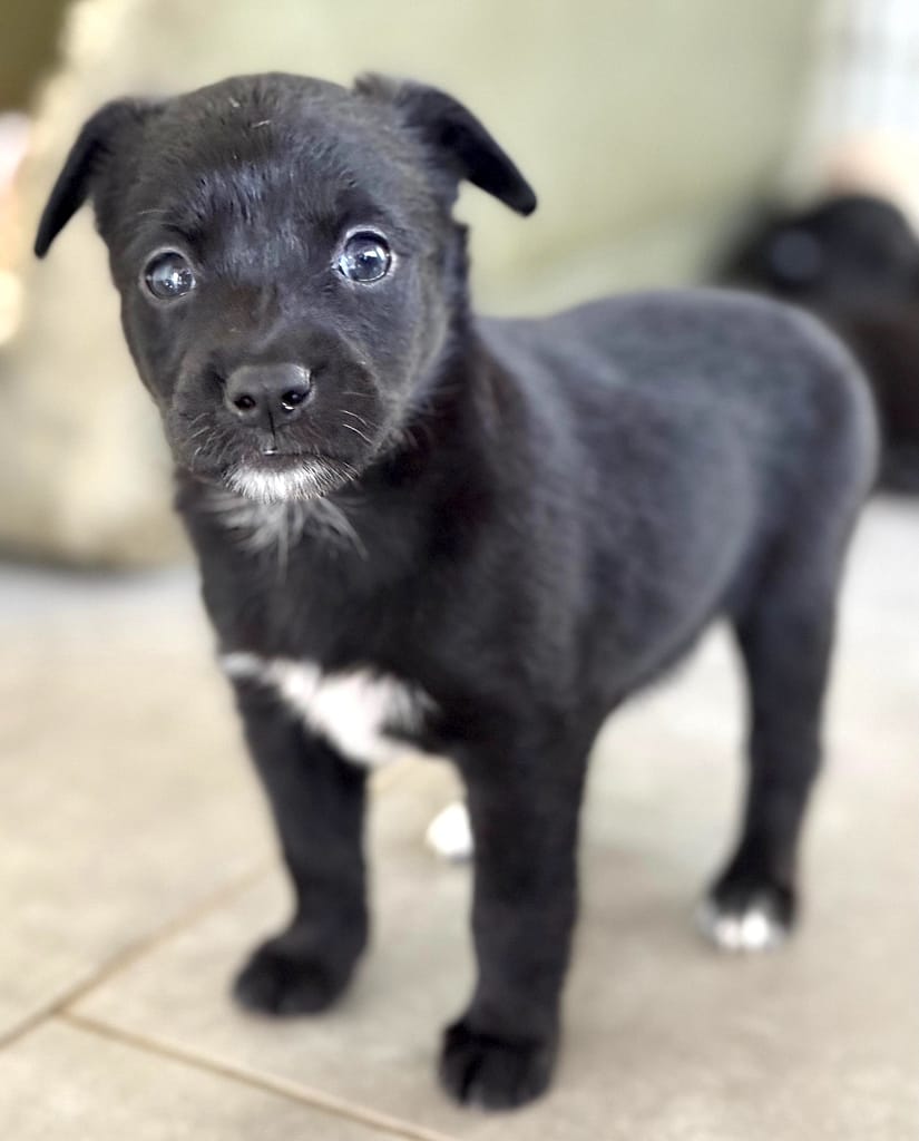 cachorro negro con pecho blanco de pie