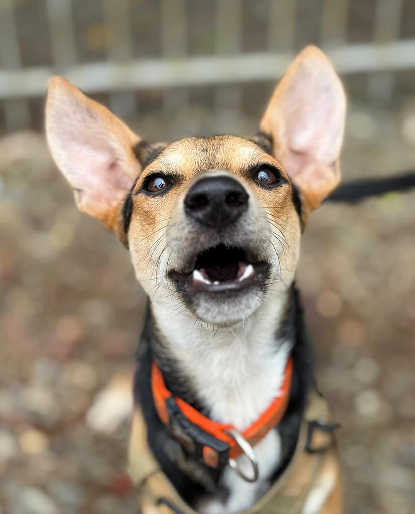 Black tan and white dog with big brown eyes