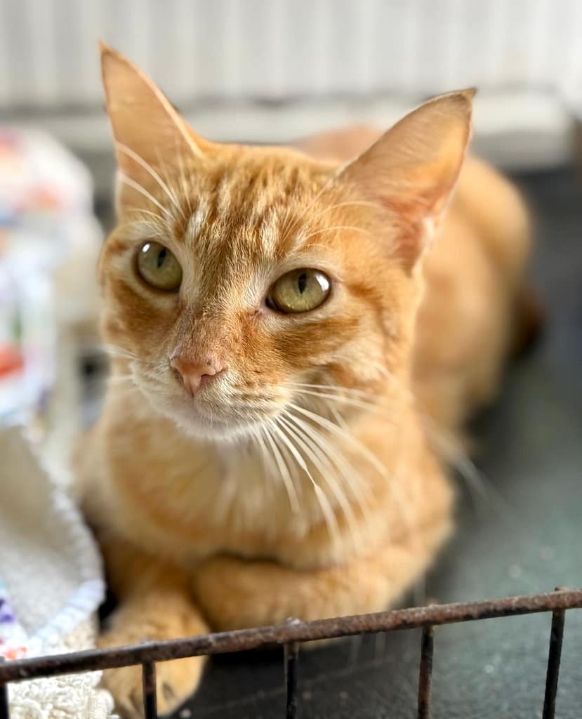 Yellow tabby looking up...