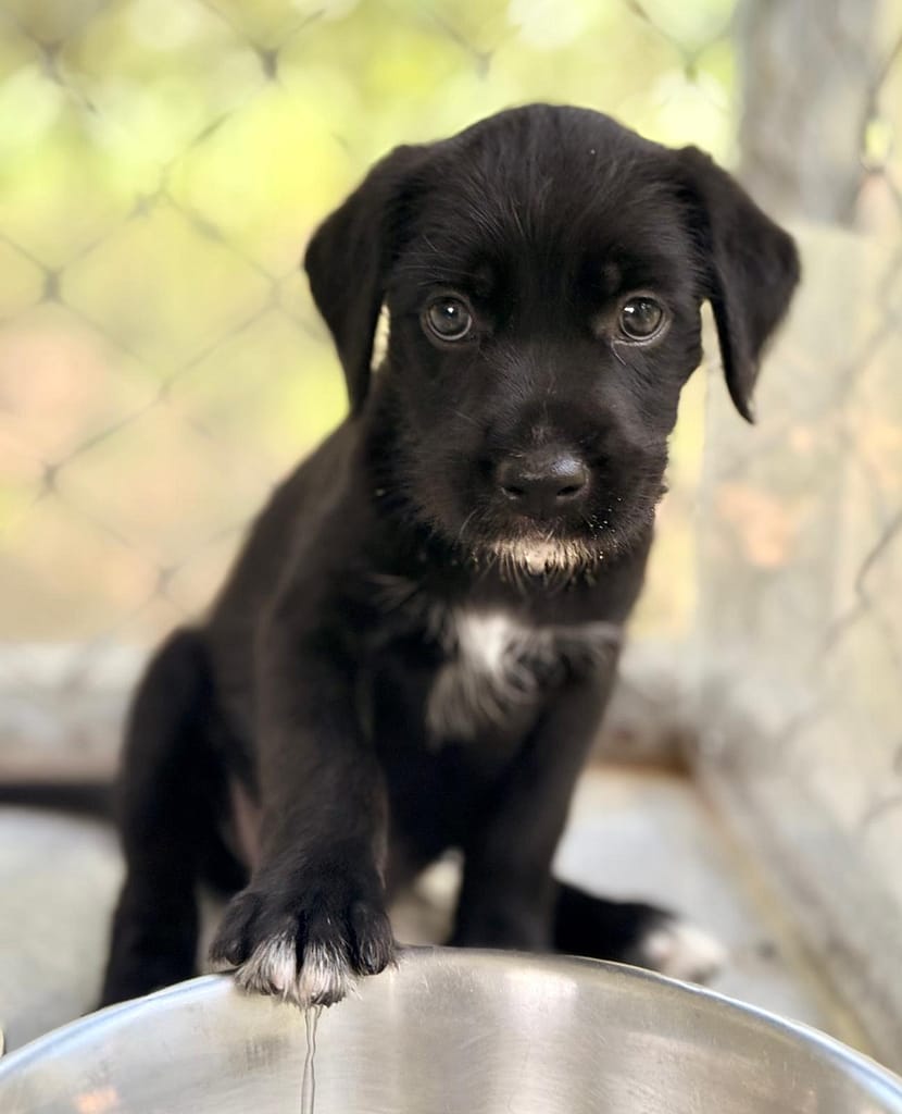 Black puppy sitting up with white chest showing