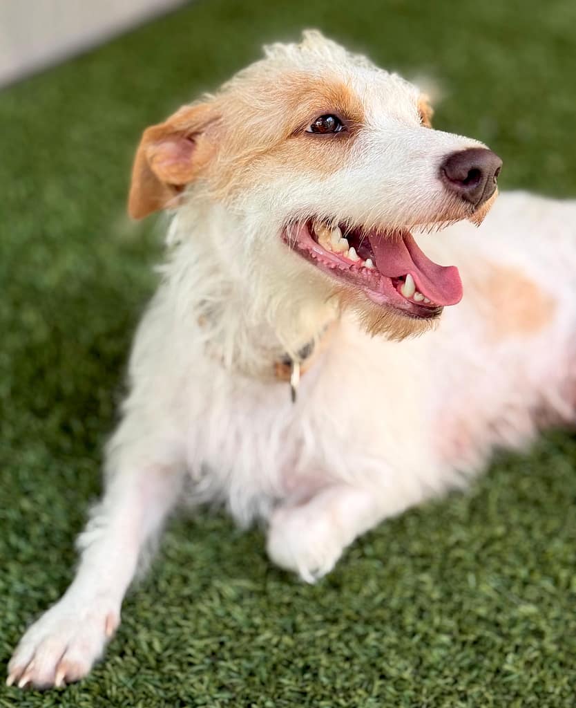Fluffy scruffy white dog looking over her left shoulder