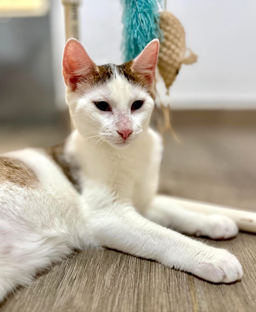 White cat with grey tabby spots