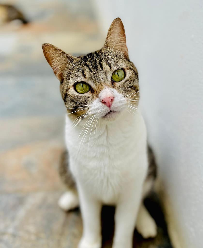 White and tabby cat sitting tall looking at you