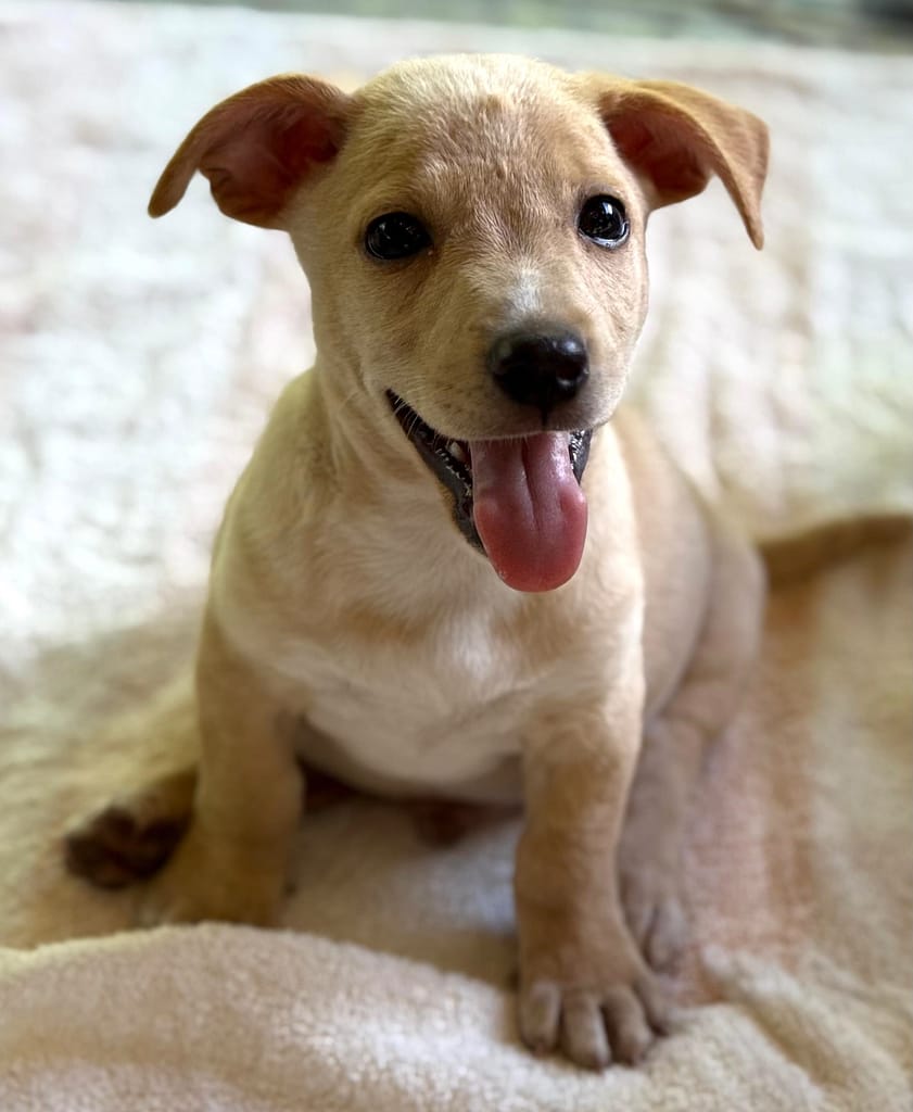 Smiling blonde puppy sitting up