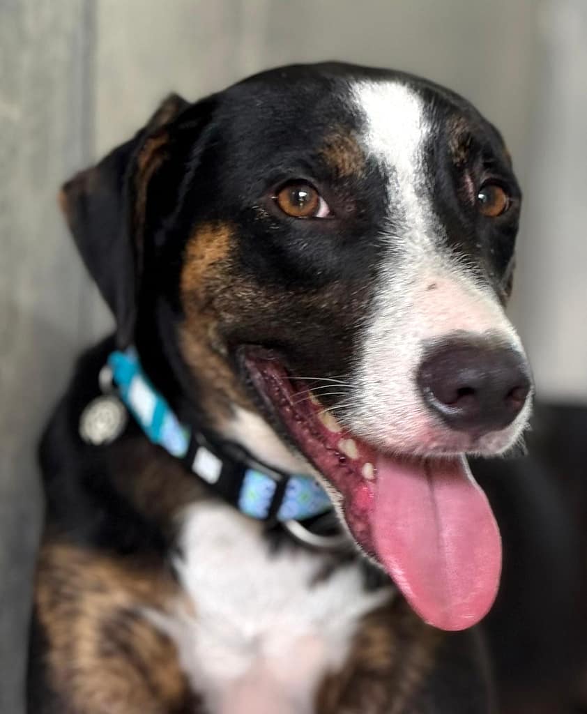 Black and brown dog with brown eyes