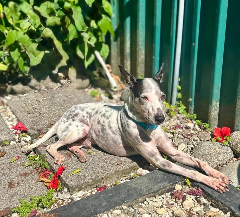 White dog with black spots lounging in the sun surrounded by red flowers.