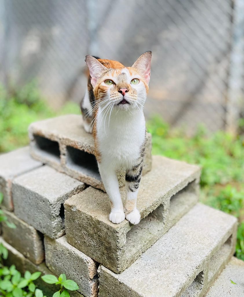 White and calico cat on cinder blocks