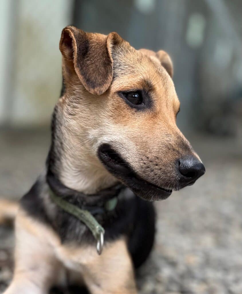 Puppy Mocha looking to her side