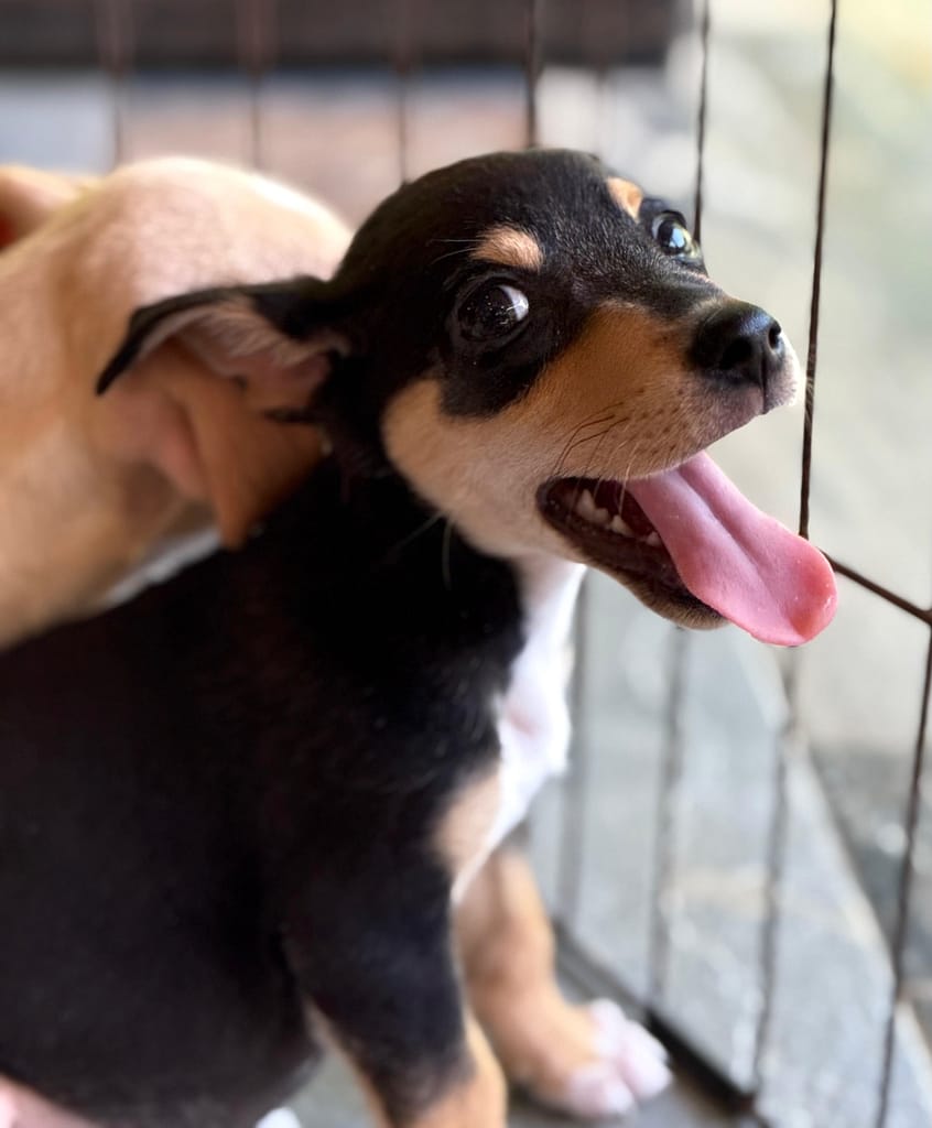 cachorro negro y marrón mirando sobre su hombro derecho con su lengua rosa colgando