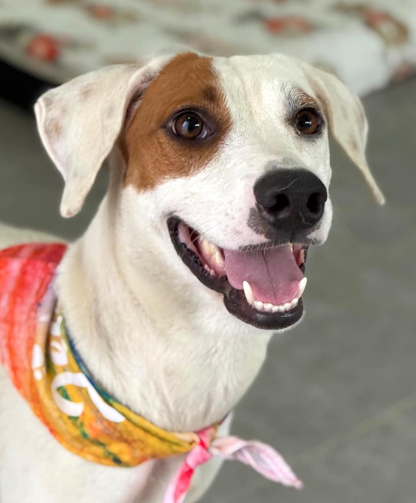 White dog with bandana