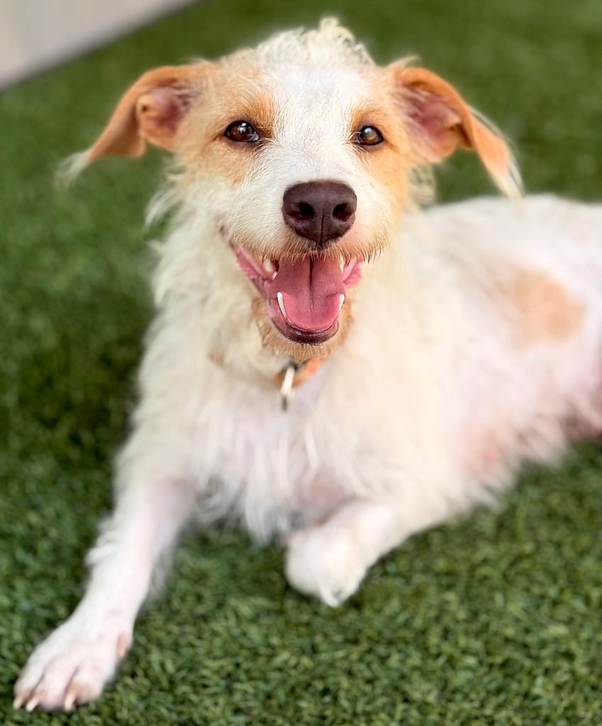 Fluffy scruffy white dog smiling