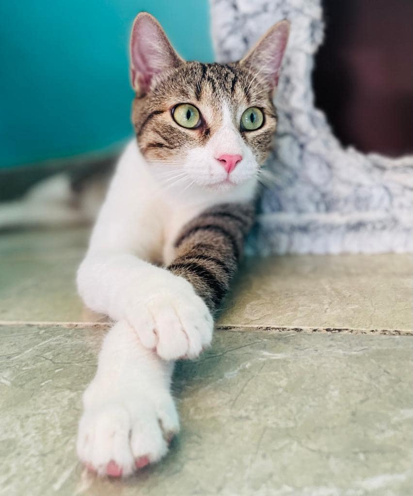 Gray tabby with his arms crossed