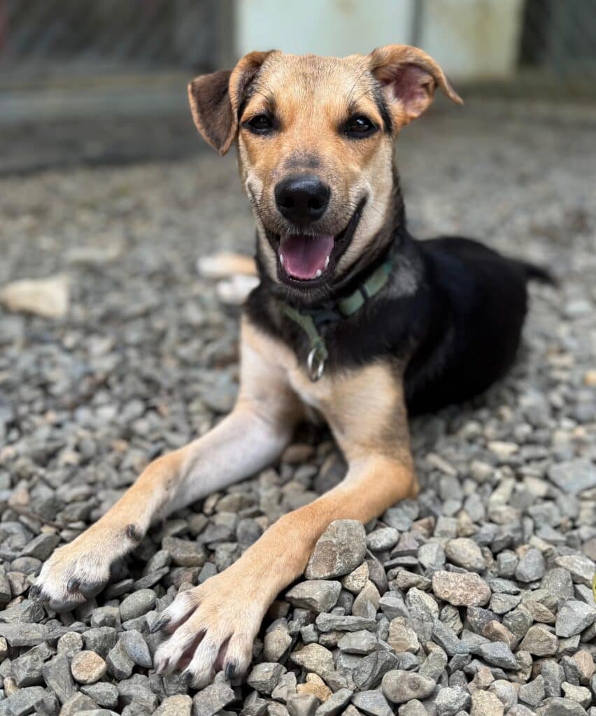 Handsome puppy with black body and tan face and arms, lying on the rocks