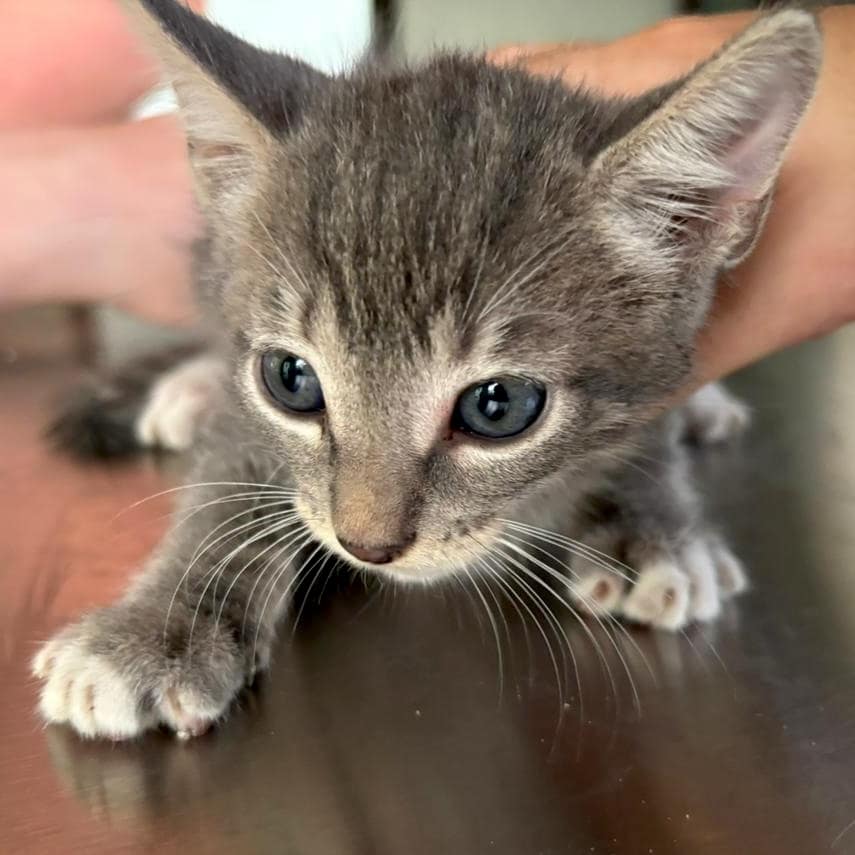 Gray tabby with white toes.