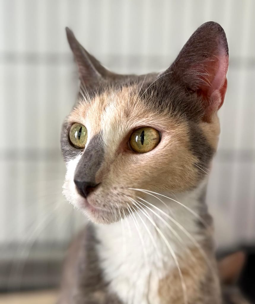 Diluted calico looking left