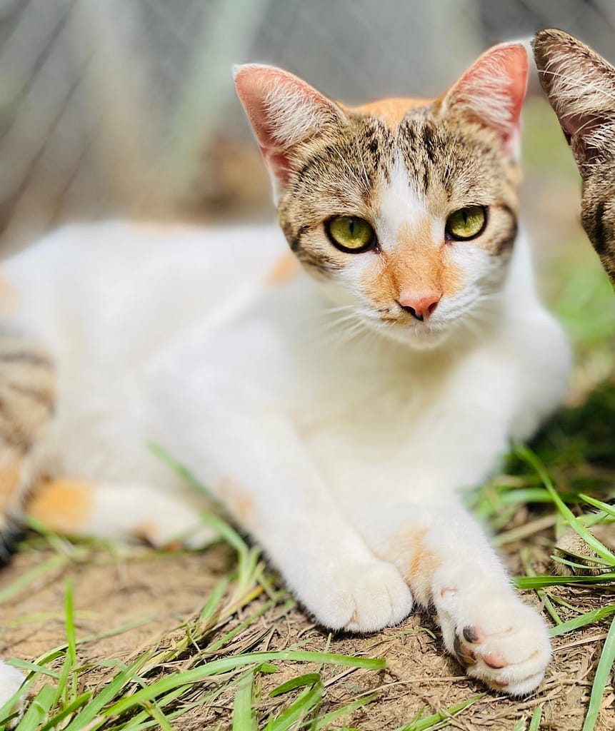White and calico cat sunbathing in the catio at the shelter