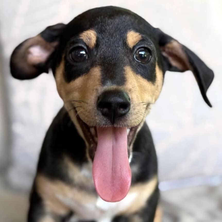 Perrito negro con marrones...