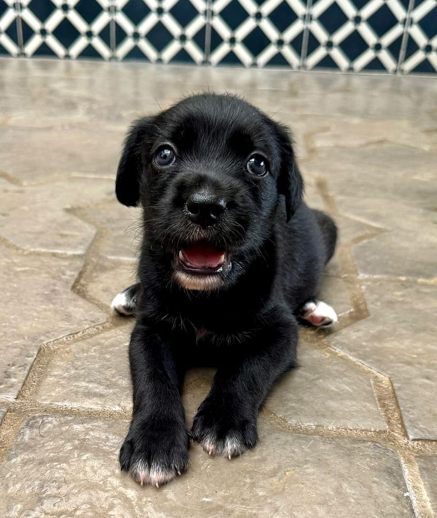 Tiny black dog with white on the tips of its paws