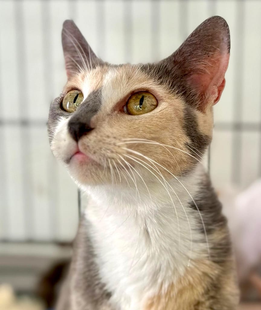 Diluted calico looking up