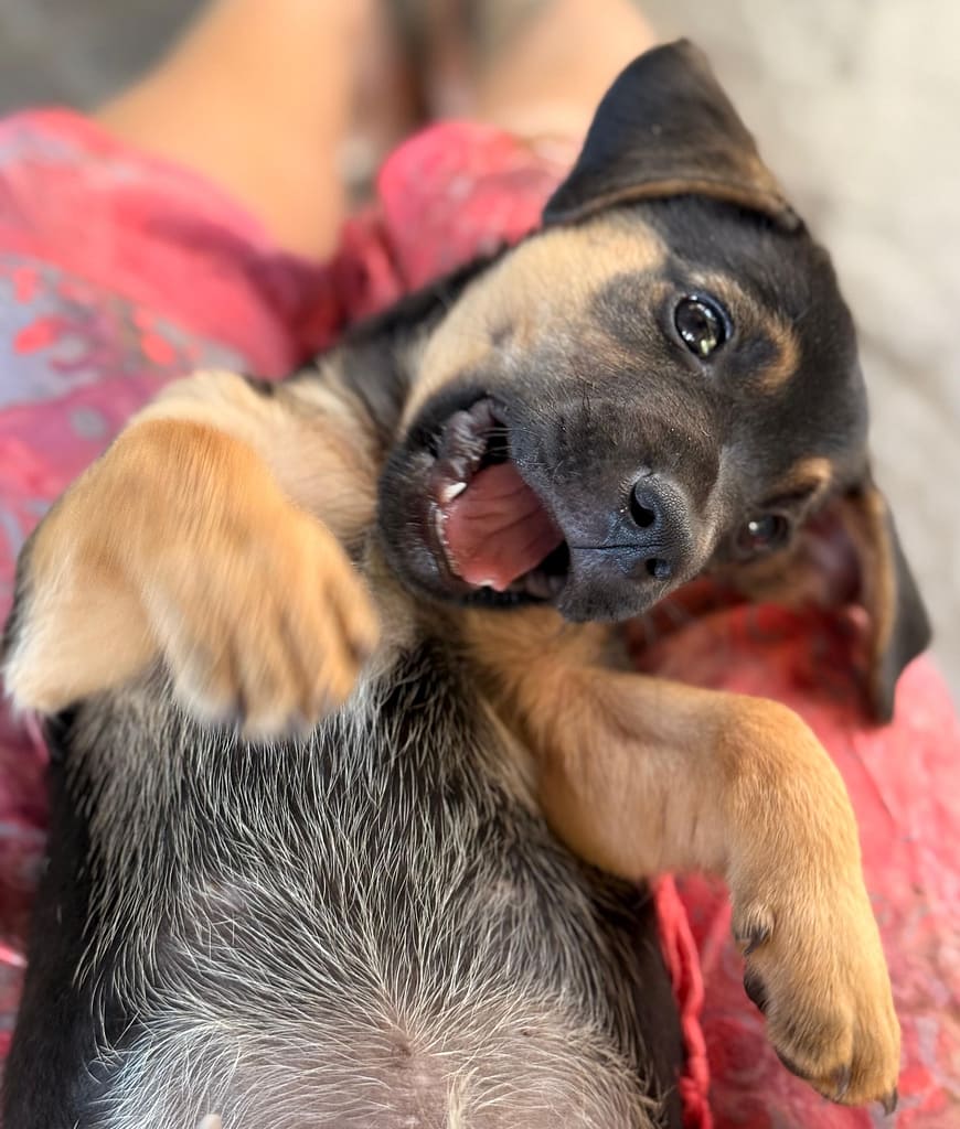 Black puppy on his back with mouth open