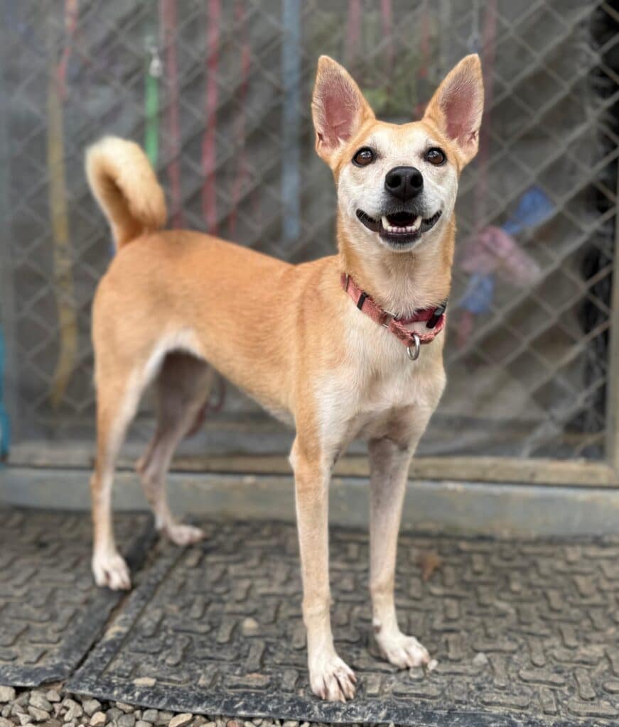 Light brown dog with white face and curly tail