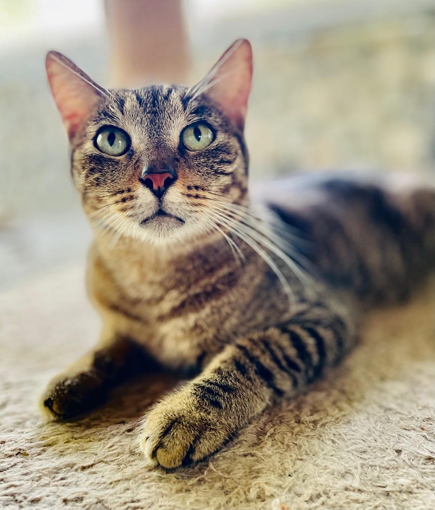 Gorgeous tabby cat looking up from his resting spot at the shelter