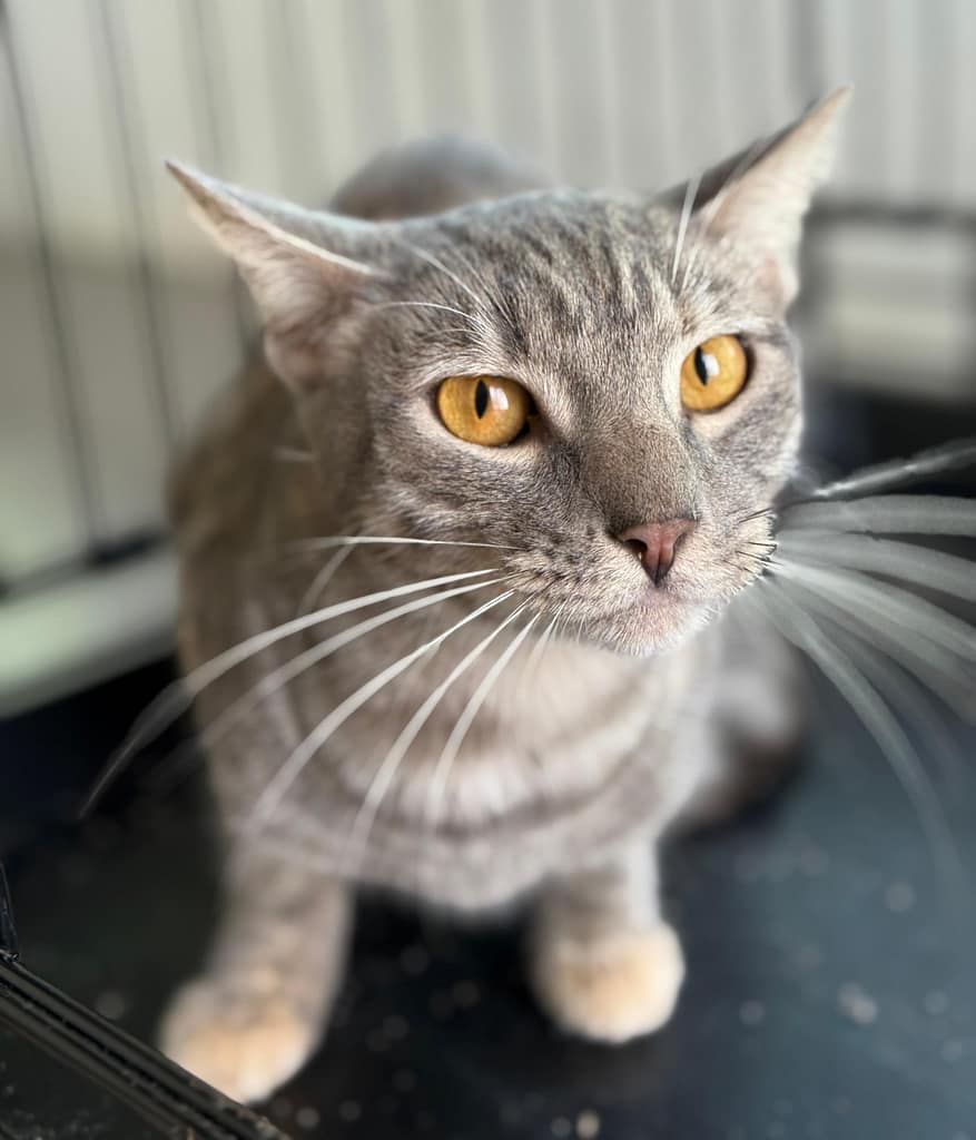 Cat Candy looking at you with bright amber eyes.