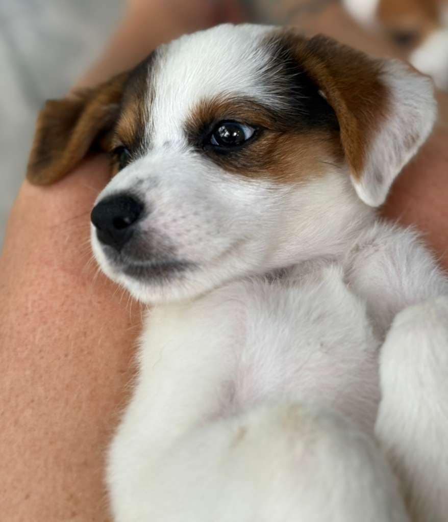 Puppy Cassidy resting belly up in a lap.