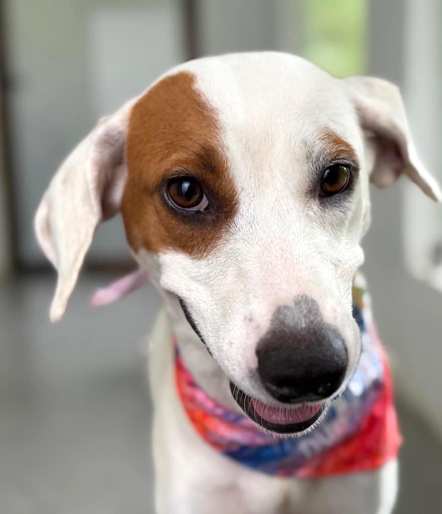 White dog with brown patch on her eye