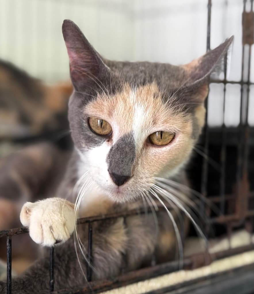 Diluted calico with pretty white foot