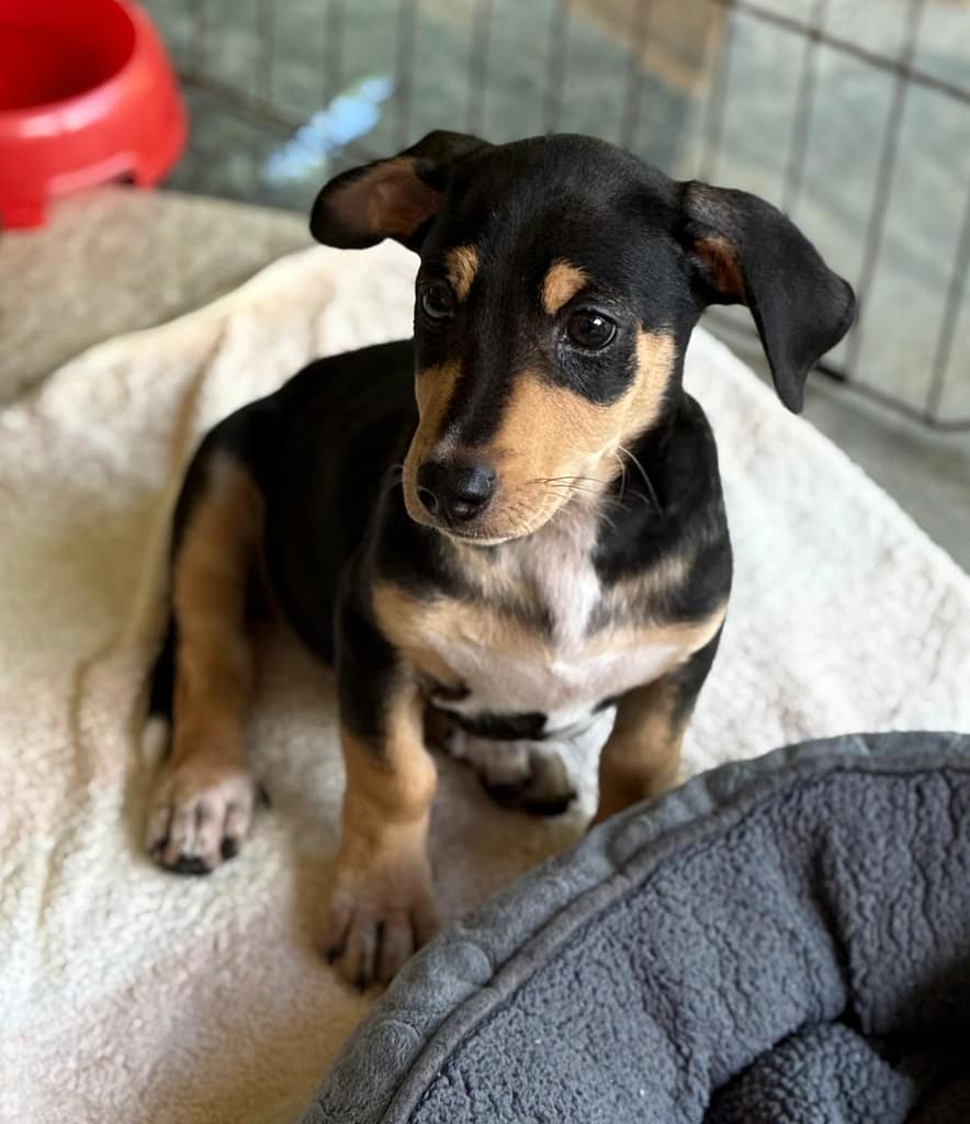 cachorro negro y marrón con lindo pecho blanco