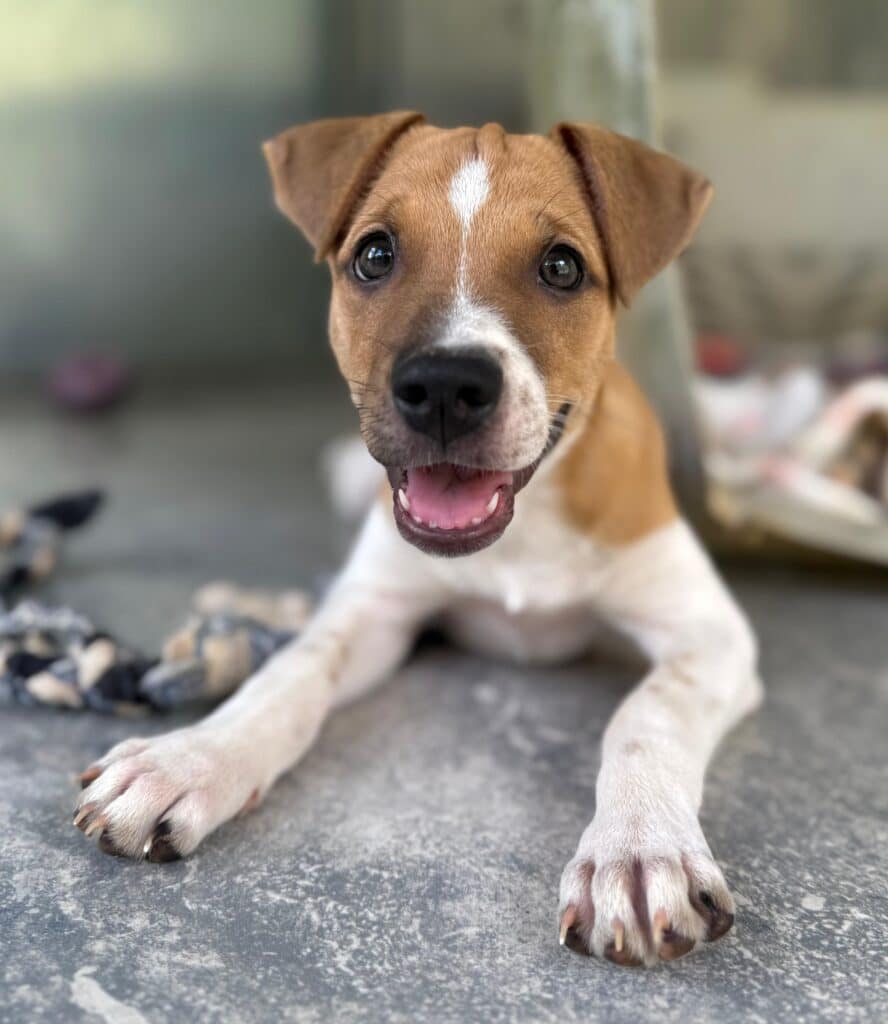 Puppy with soulful eyes