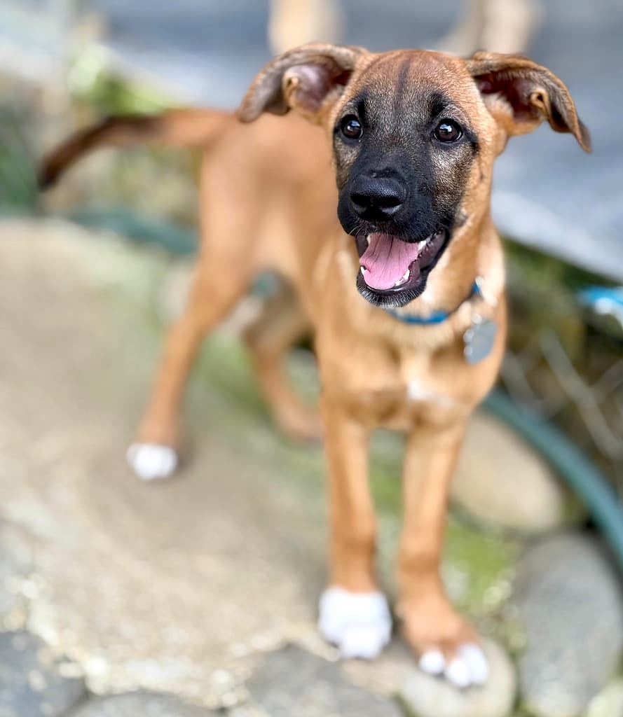 Cute brown puppy with dark face smiling