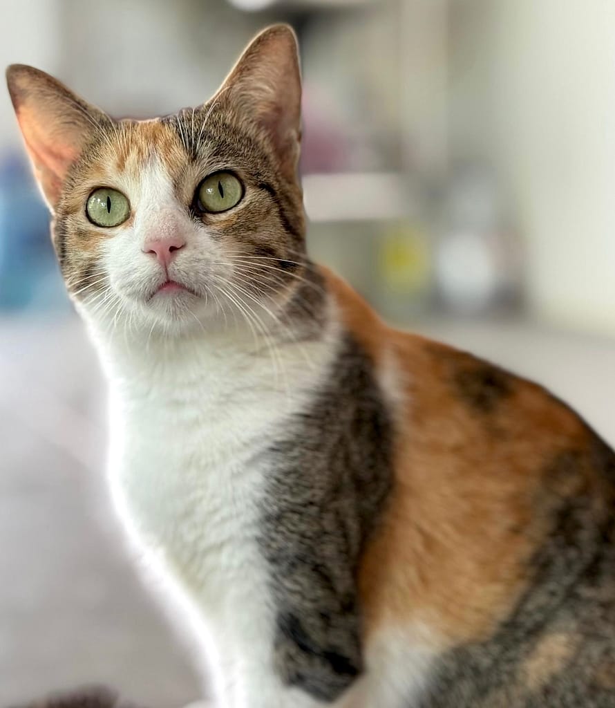 Beautiful white, gray, and golden tabby.