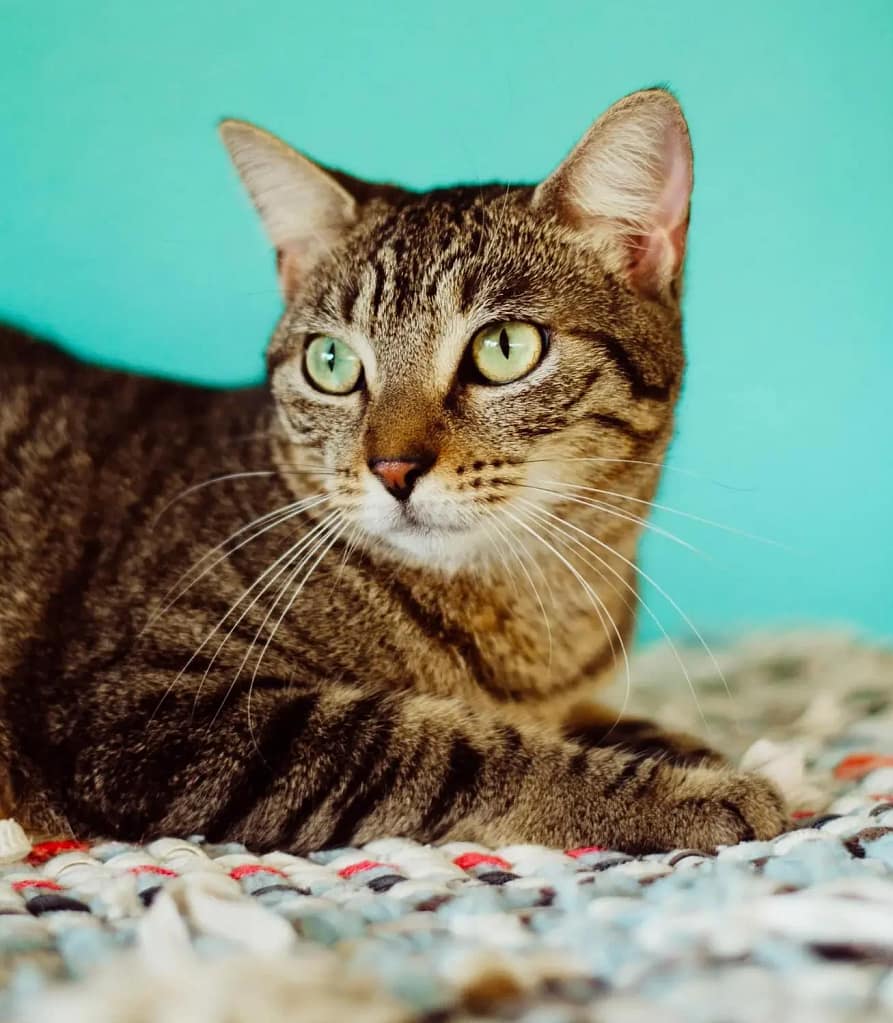 Rafael chilling at the old shelter