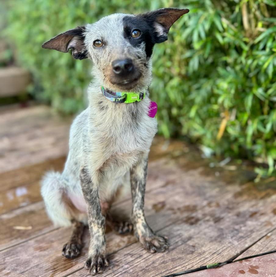White and black dog recovering from malnutrition