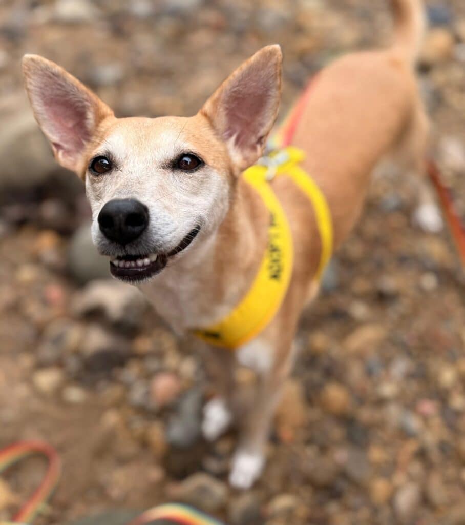 Dog Boruca looking up inquisitively