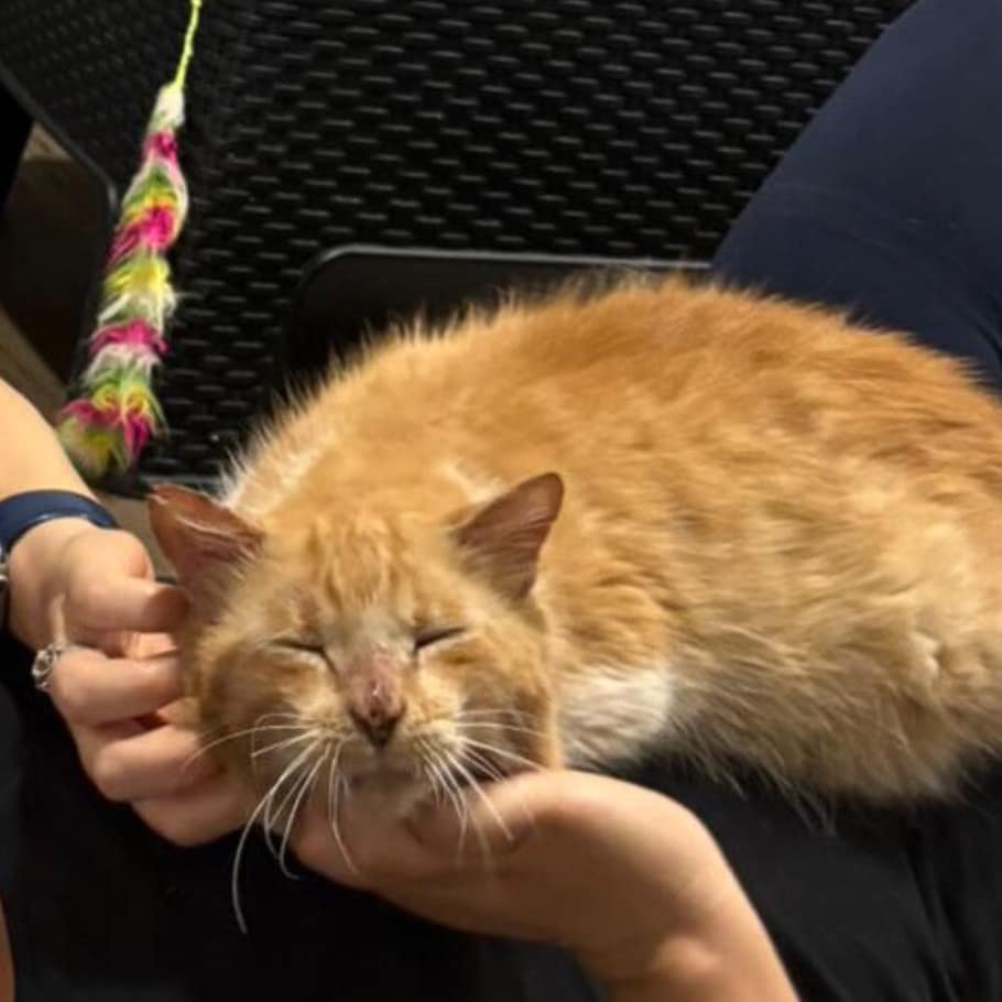 Everybody’s favorite cat enjoying chin scratches