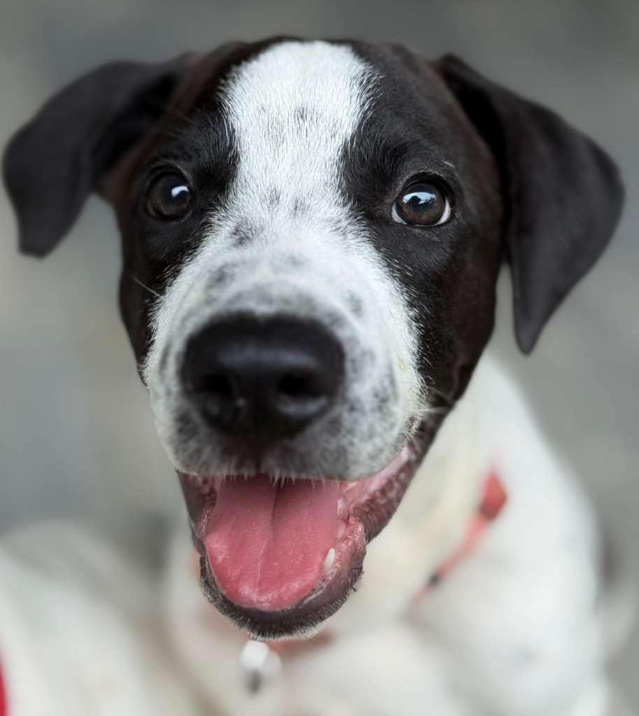 Black and white puppy face