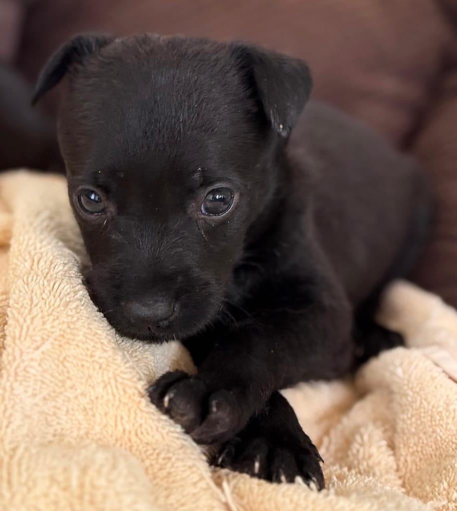 Karl negro pequeño apoyado en la toalla