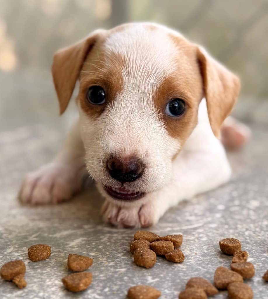 White puppy with tan spots and some kibble