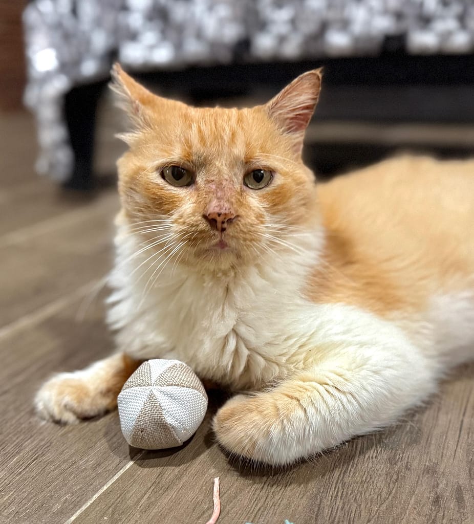 Beautiful fluffy yellow tabby.