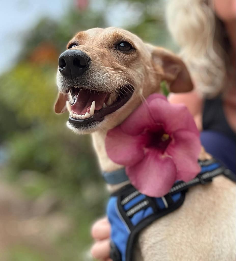 Blond do with a flower in her collar