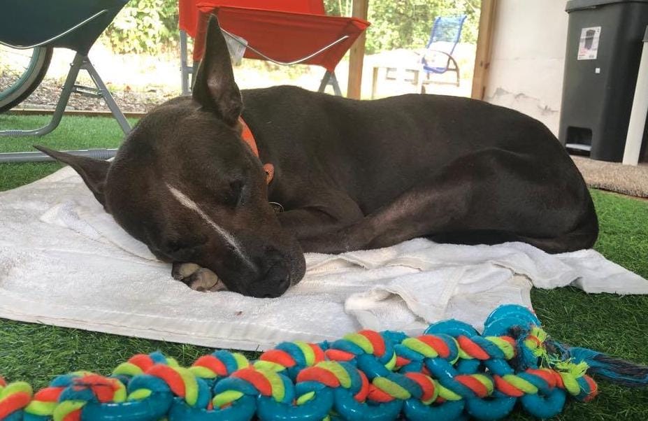 Tommy, having a little rest.